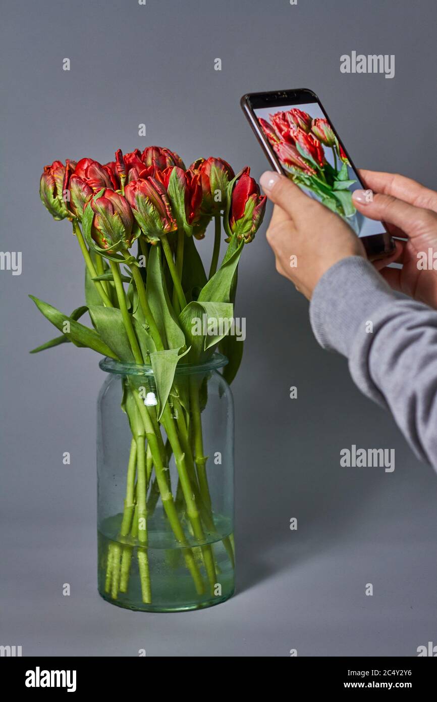 Woman takes photo of red tulips bouquet in glass vase on smartphone. Beautiful tulips flower for postcard beauty and design. Stock Photo