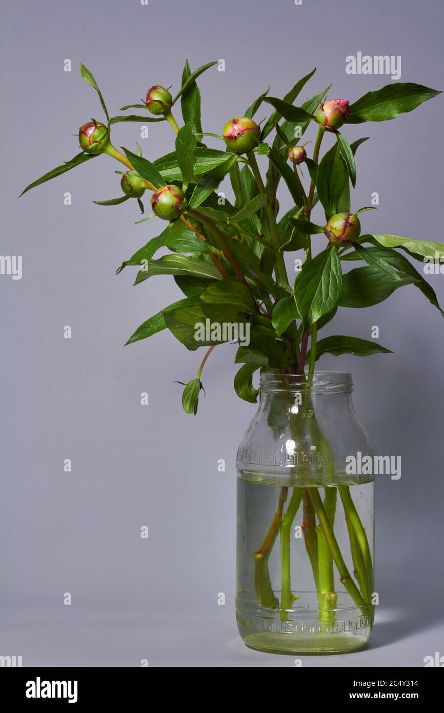 Unopened bud peony flowers in glass vase on gray backdrop, selective focus. Stock Photo