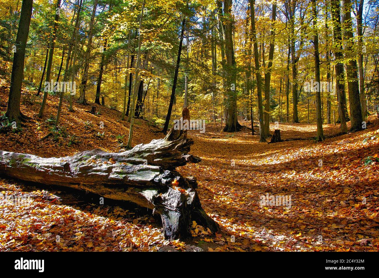 Footpath covered with maple leaves and a tree trunk in the valley Stock ...