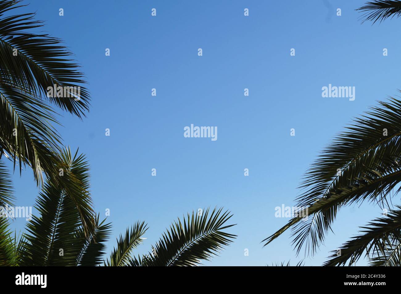 Palm tree blue sky background Stock Photo - Alamy