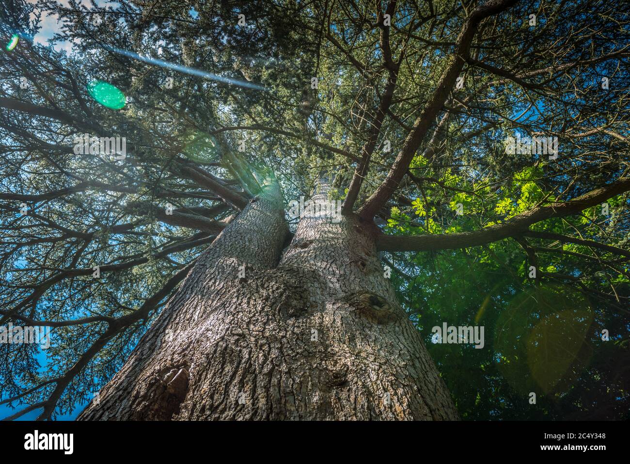Tall tree sunlight hi-res stock photography and images - Alamy