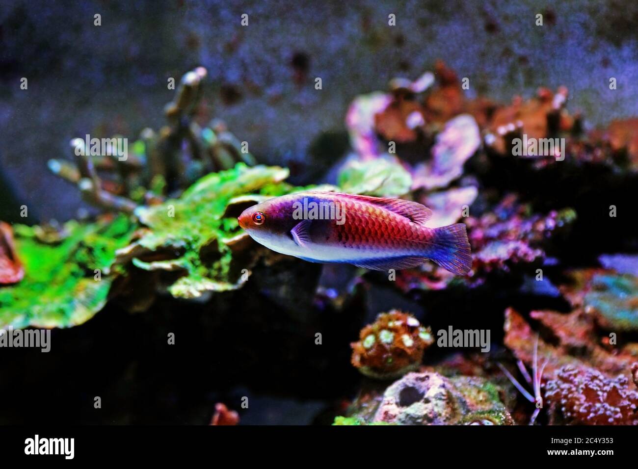 Blue face wrasse saltwater fish in aquarium Stock Photo