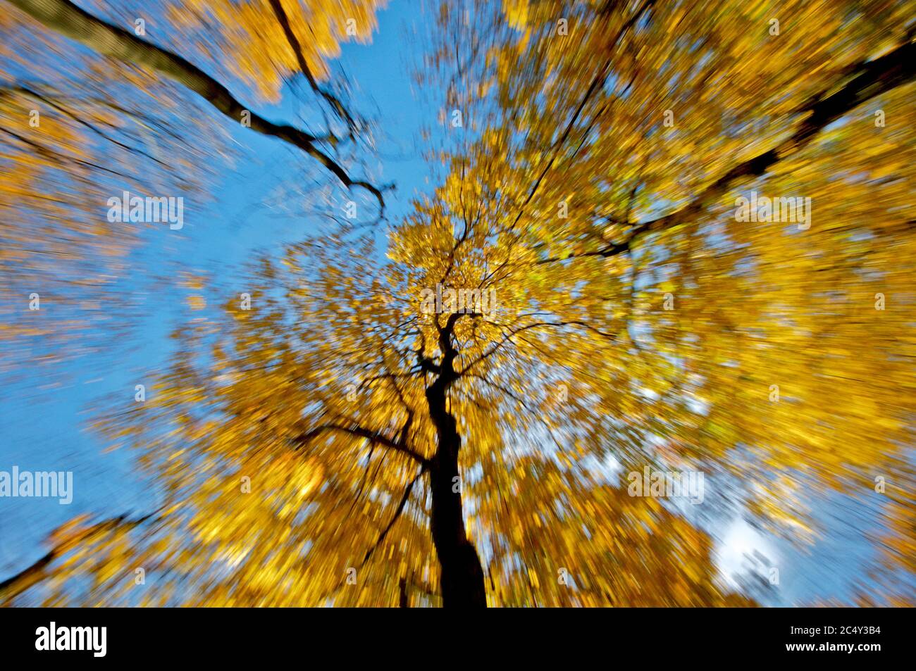Looking up the valley of maple trees in autumn. Stock Photo
