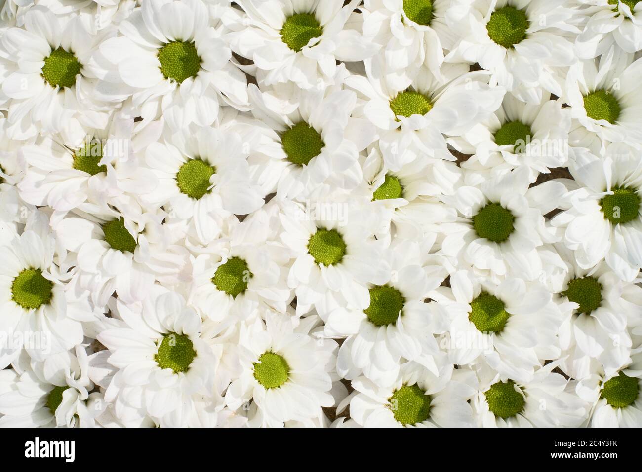 Beautiful white flowers, summer background. Daisy flowers, top view