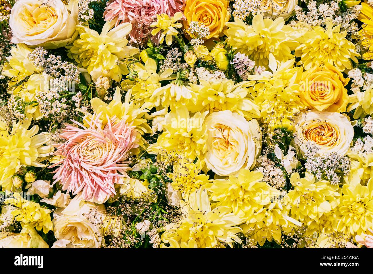 Chrysanthemum daisy rose hi-res stock photography and images - Alamy