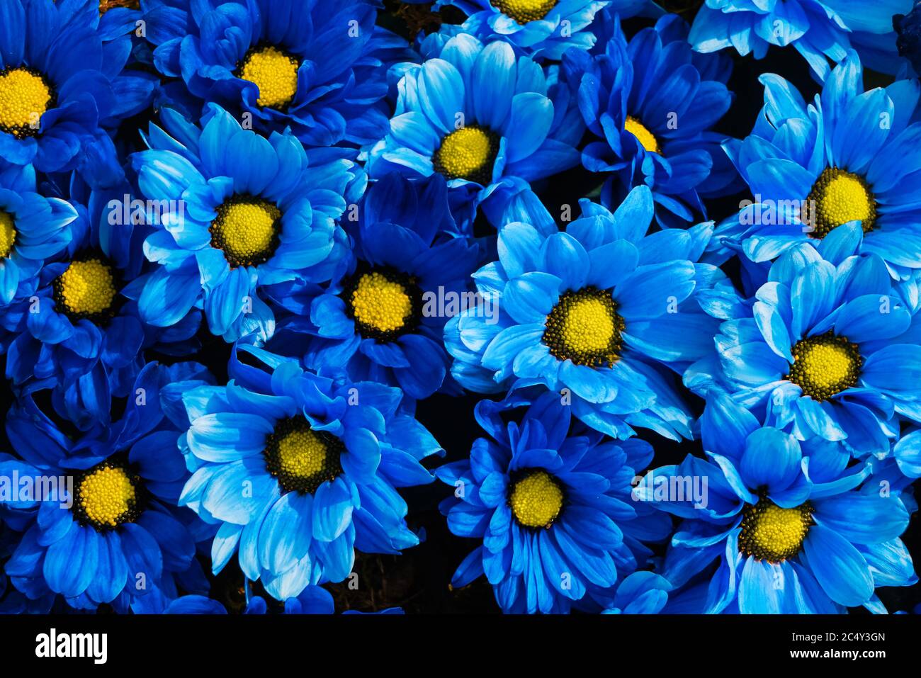 Beautiful blue flowers background. Colorful chrysanthemum flowers. Top view. Stock Photo