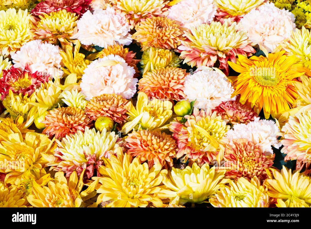 Beautiful colorful flowers background. Colorful carnation and chrysanthemum flowers. Top view, flat lay Stock Photo