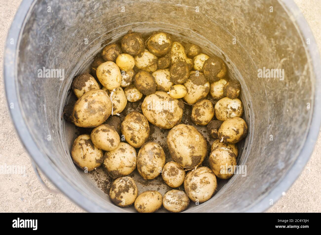 Freshly picked young yellow potato in a bucket. Harvesting, harvest