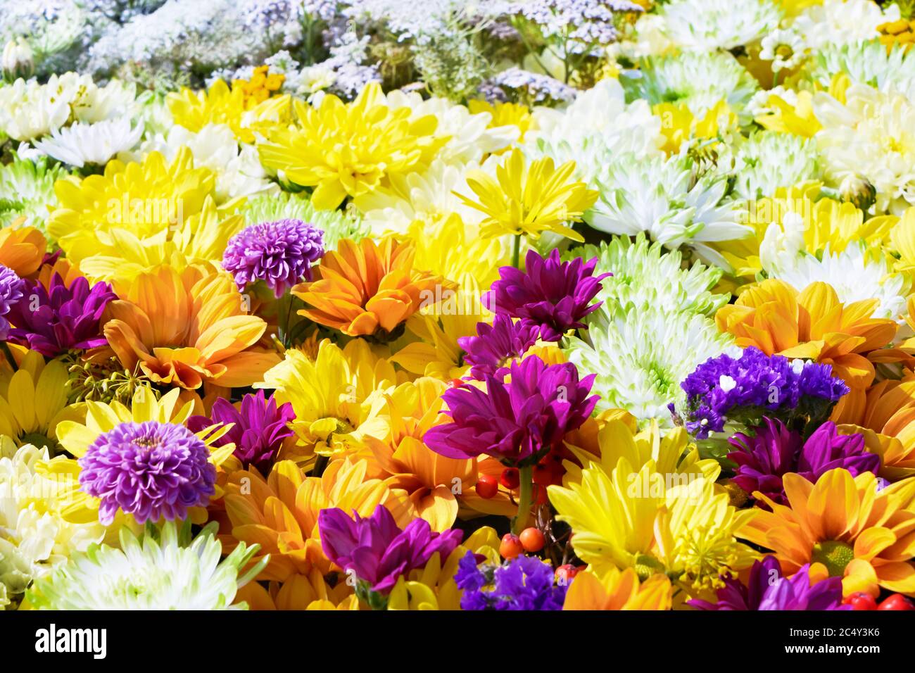 Beautiful autumnal purple and yellow flowers background. Colorful chrysanthemum flowers. View from above Stock Photo