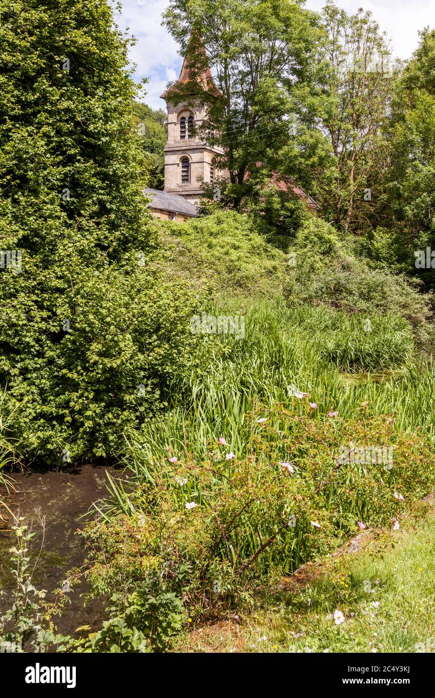 Wild roses growing on the banks of the disused Thames and Severn Canal below Christ Church at Chalford, Gloucestershire UK Stock Photo