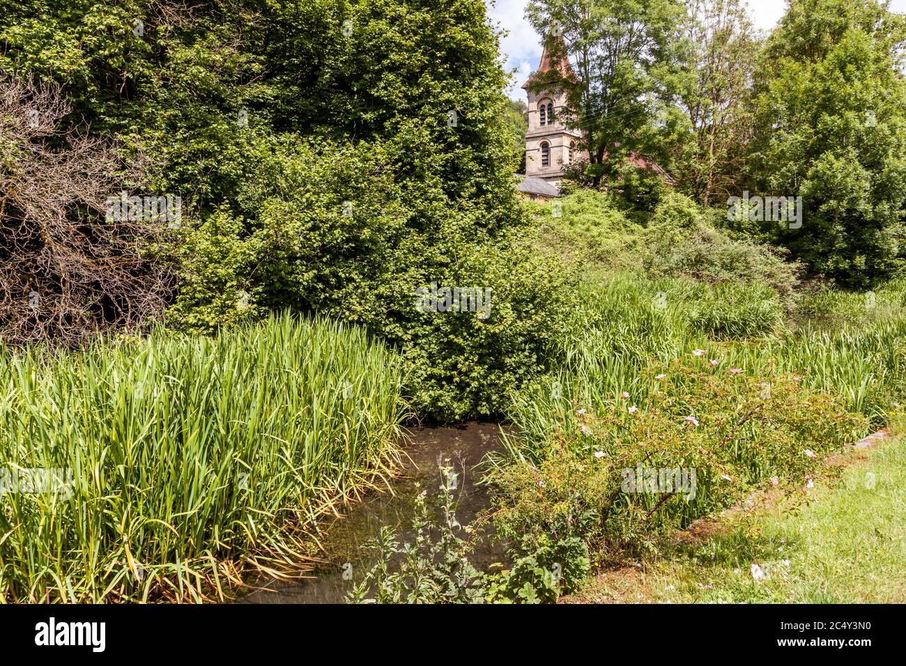 Wild roses growing on the banks of the disused Thames and Severn Canal below Christ Church at Chalford, Gloucestershire UK Stock Photo