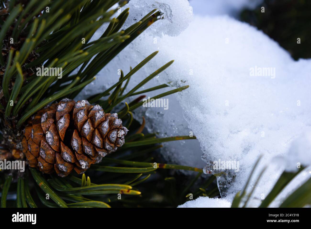 Natural pine cone with snow during winter in the Austrian Alps Stock Photo