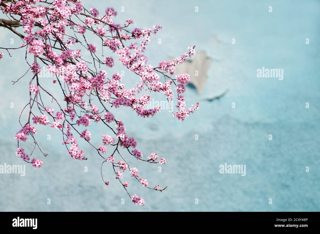 Japanese cherry blossom background Stock Photo
