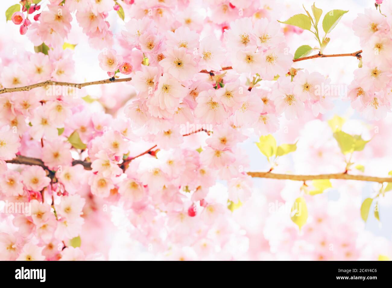 Pink Cherry blossom branch in bloom. Spring concept. Copy space Stock ...