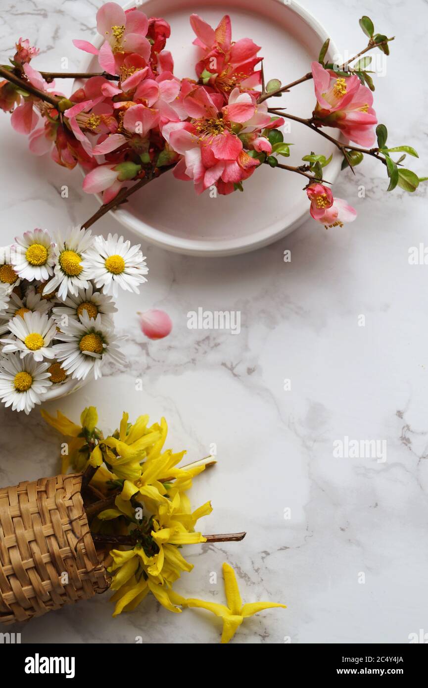 Daisy, Michaelmas daisy, cherry blossom on marble background Stock