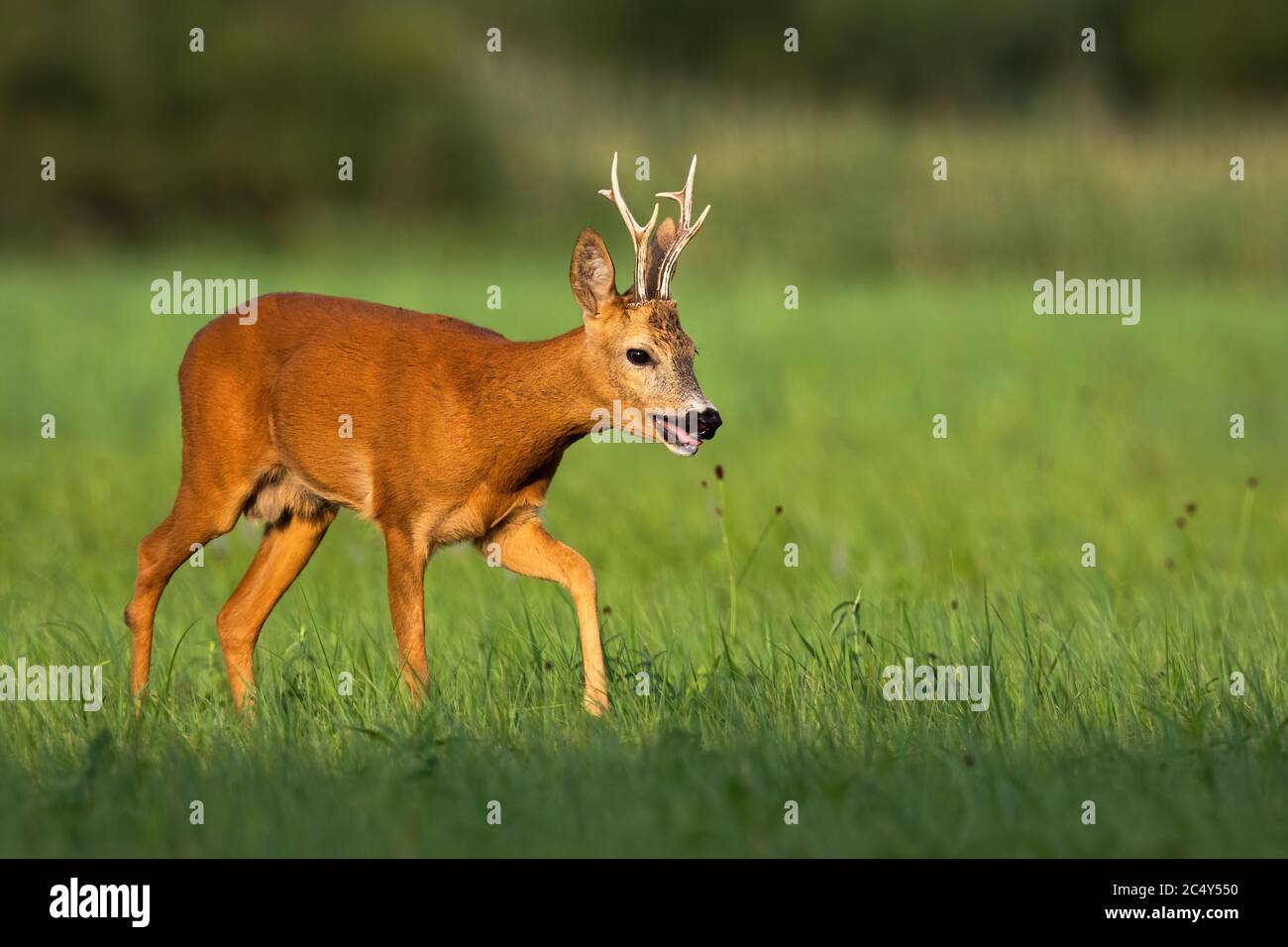 Calm roe deer buck going on meadow with green grass and reed in ...