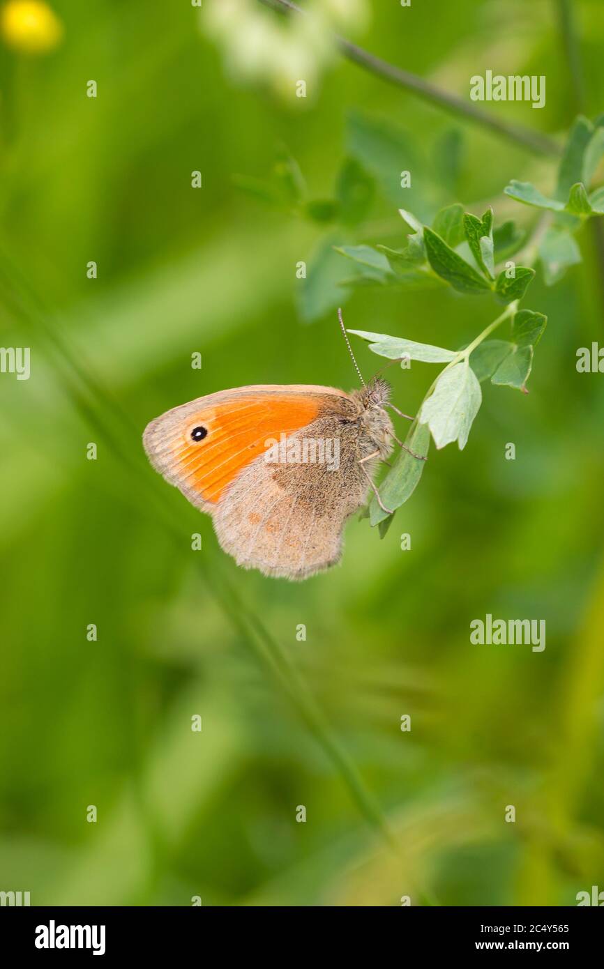 Macro of small heath butterfly (coenonympha pamphilus) in alpine meadow with blurred bokeh background; pesticide free environmental protection concept Stock Photo