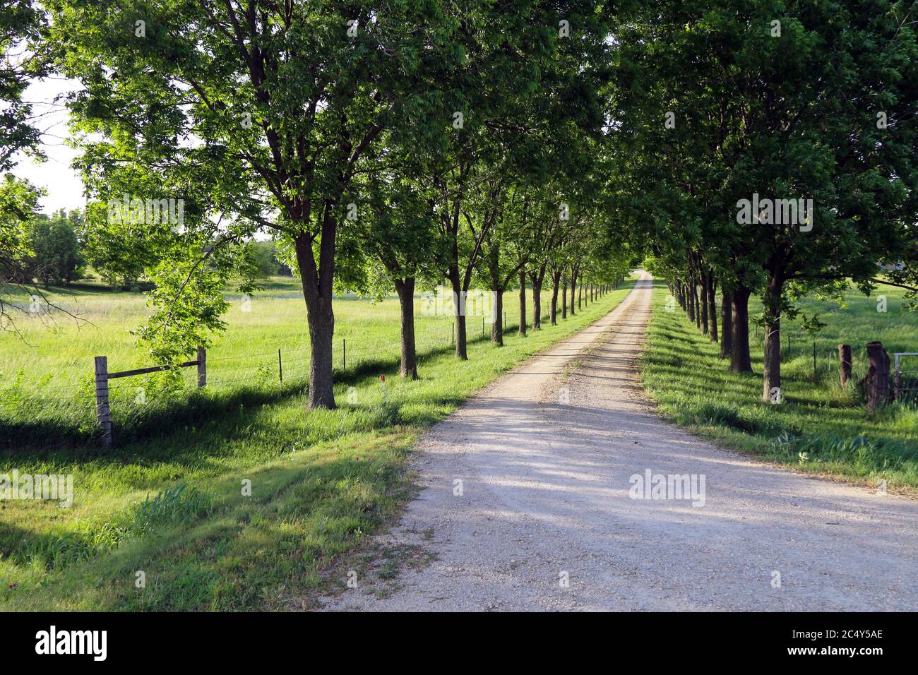A Beautiful Tree Lined Dirt Driveway Leading Through A Lush Meadow Stock Photo Alamy