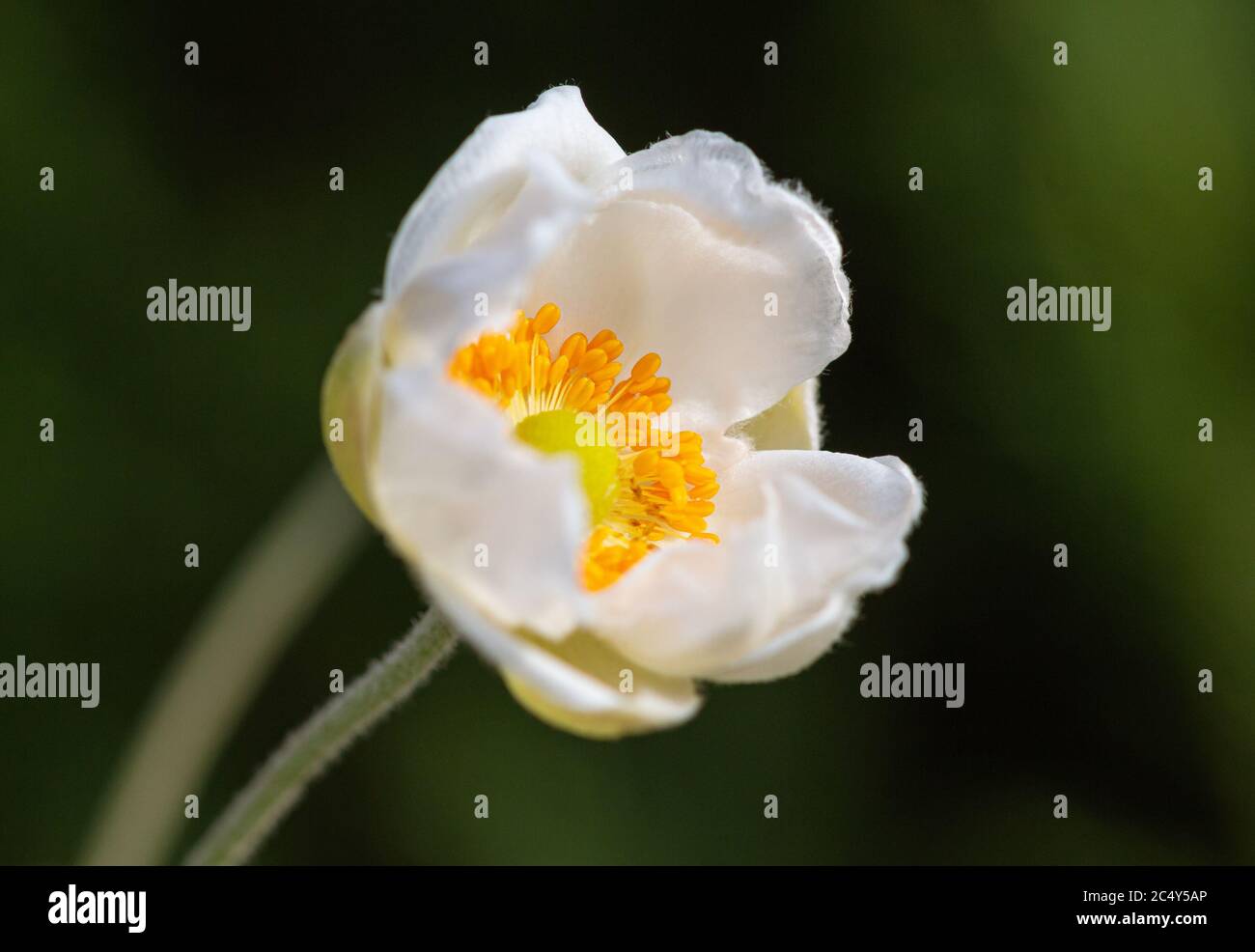 single white anemone blossom opening in botanical garden with blurred bokeh background Stock Photo