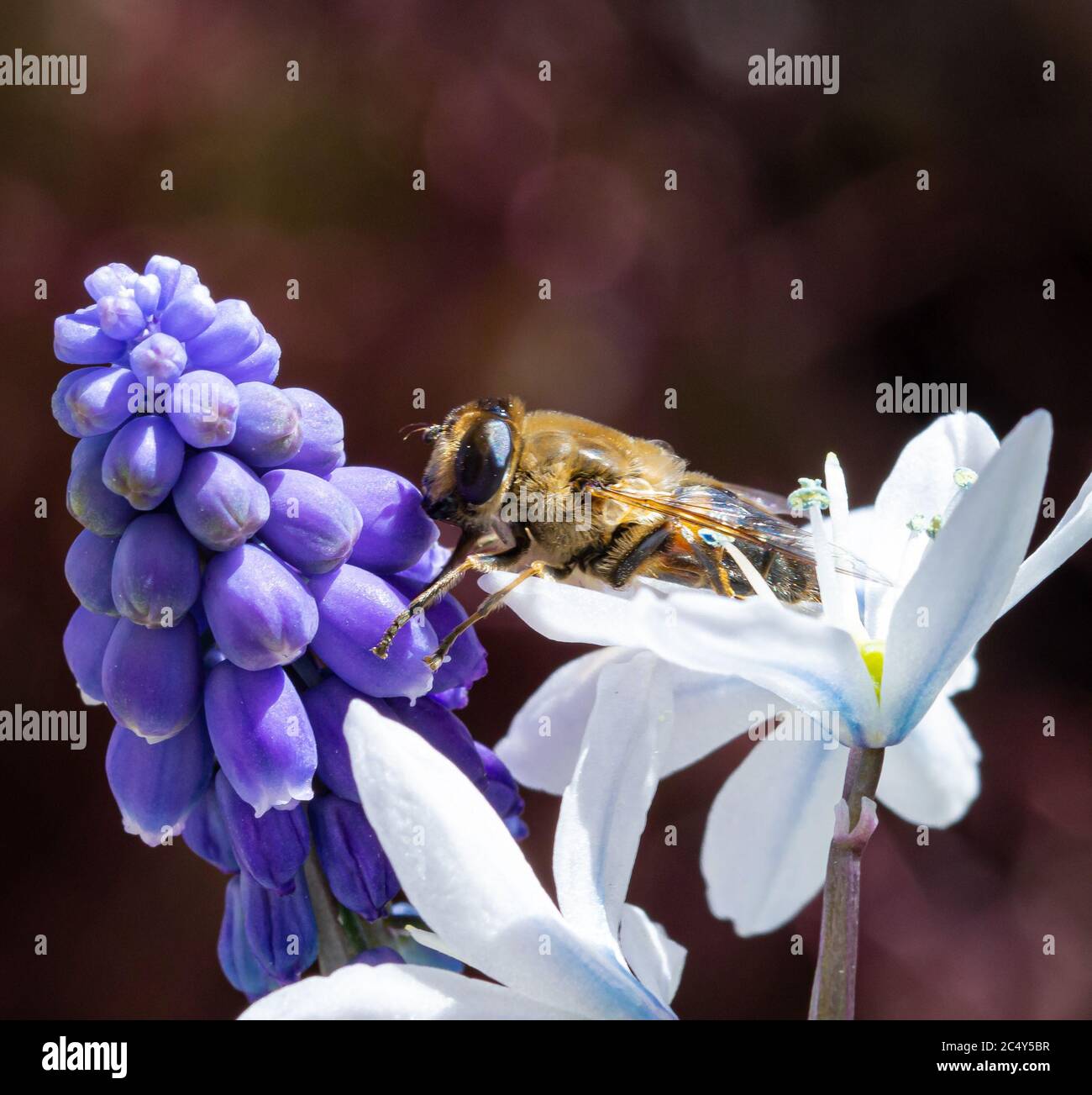 macro of a honey bee on a purple bluebell (muscari) blossom; save the bees pesticide free environmental protection concept Stock Photo