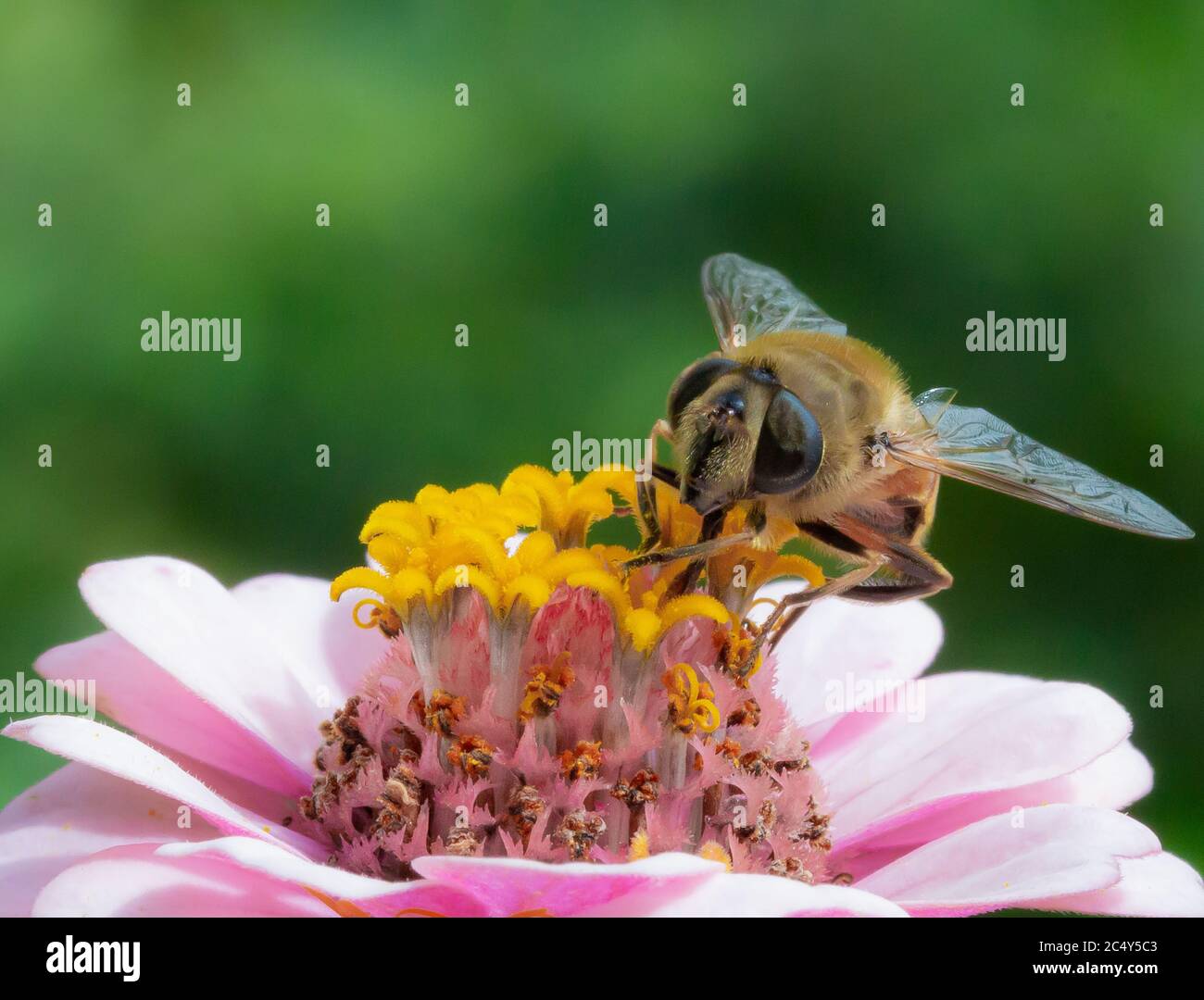 Macro of a honey bee on a pink zinnia blossom; save the bees pesticide free environmental protection concept Stock Photo