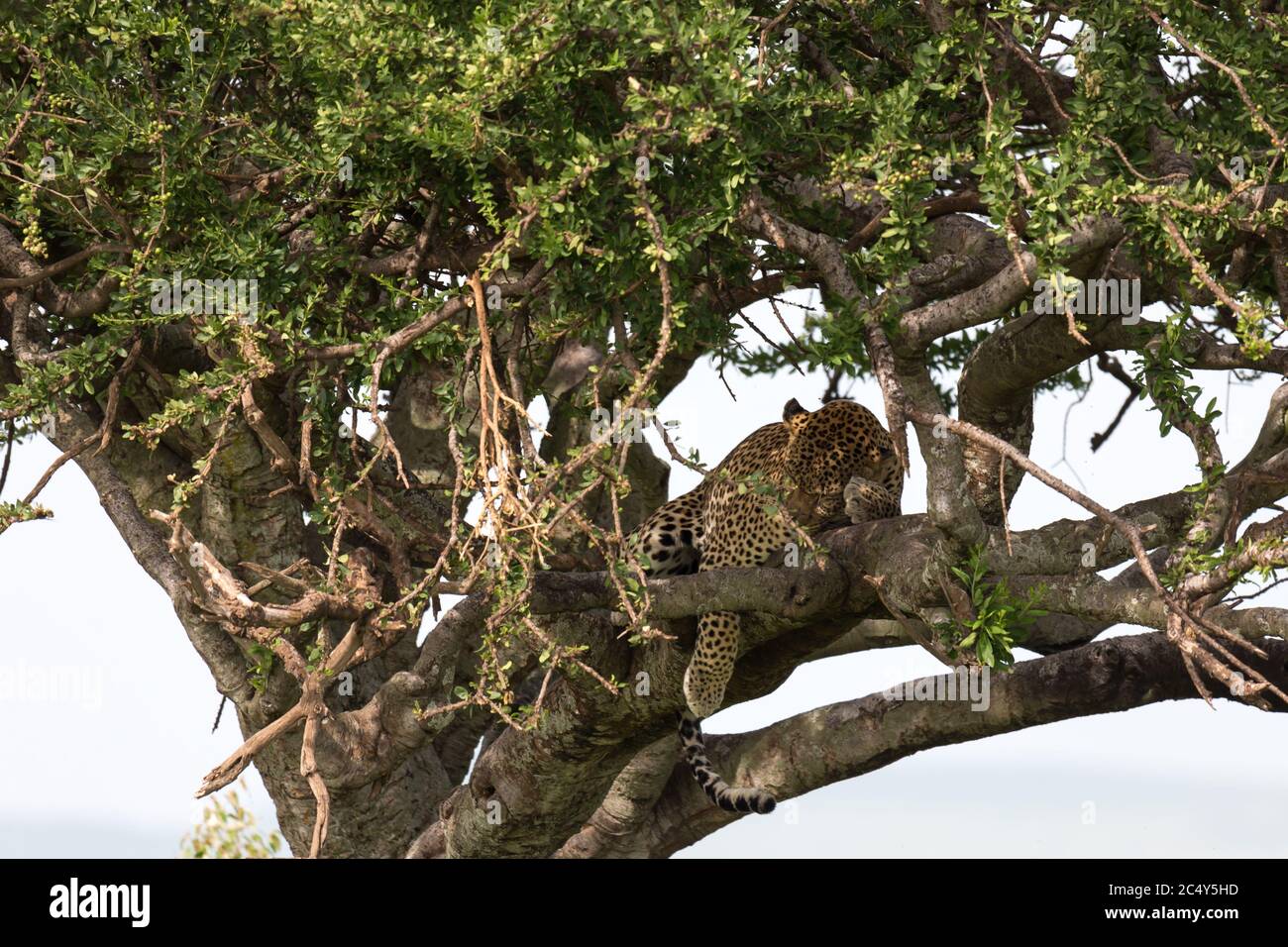 One leopard has settled comfortably between the branches of a tree to ...