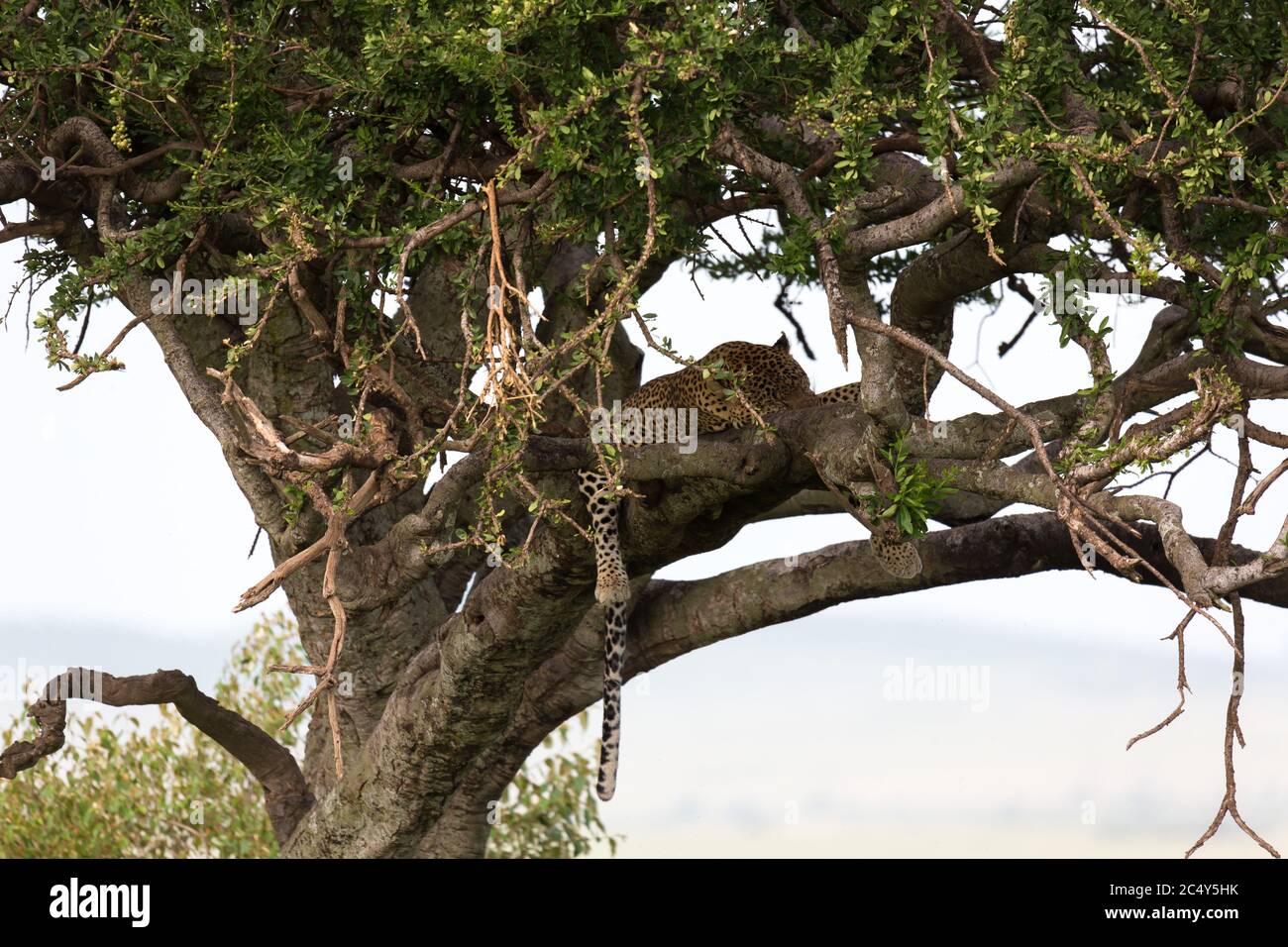 One leopard has settled comfortably between the branches of a tree to ...