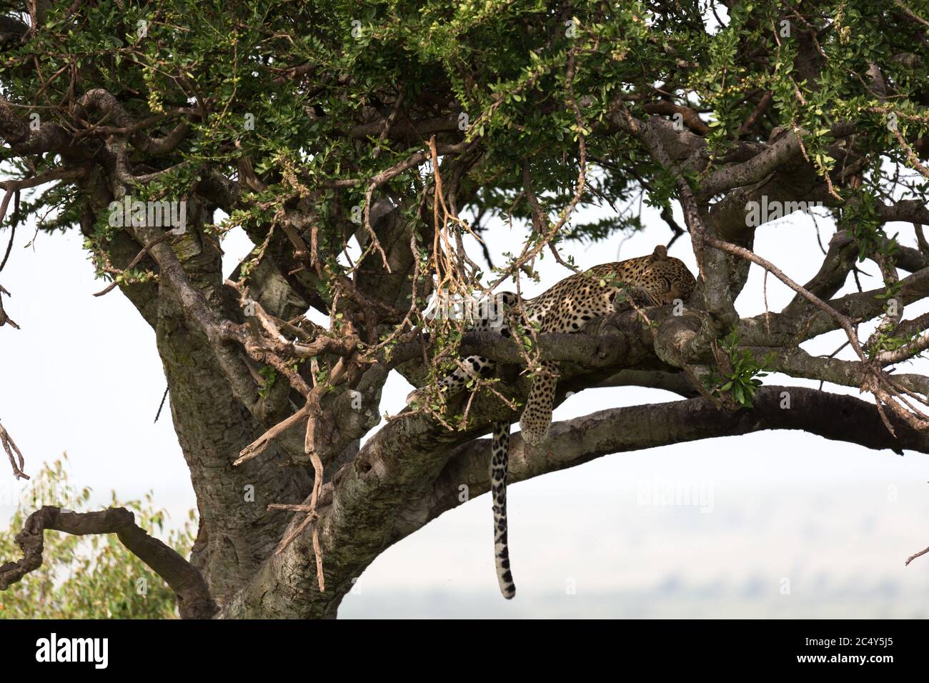One leopard has settled comfortably between the branches of a tree to ...