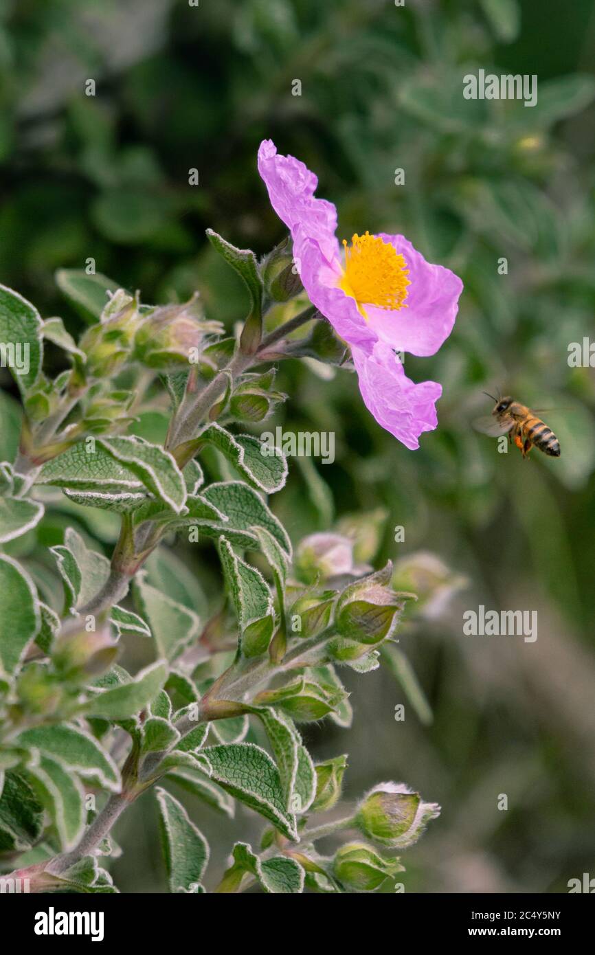 bee flying to cistus creticus (rock rose) blossom, a medical plant used for aromatherapy, naturopathy and bach flowers, in the protected area of Monte Stock Photo