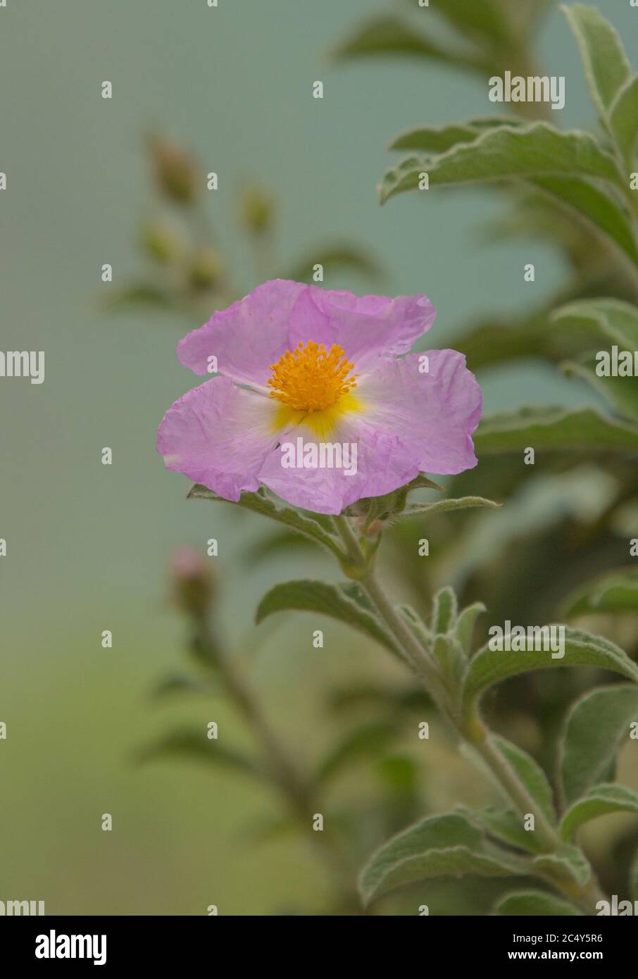 cistus creticus (rock rose), a medical plant used for aromatherapy, naturopathy and bach flowers in the protected area of Monte Brione, Riva del Garda Stock Photo