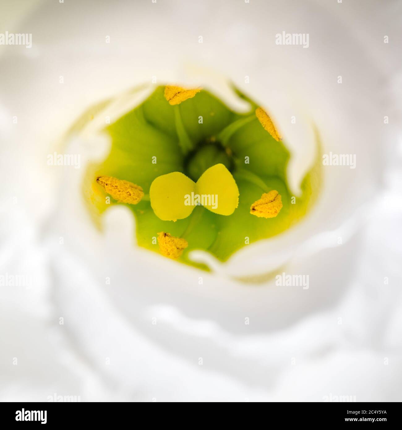 Inside the flower, pistils and stamens. Stock Photo
