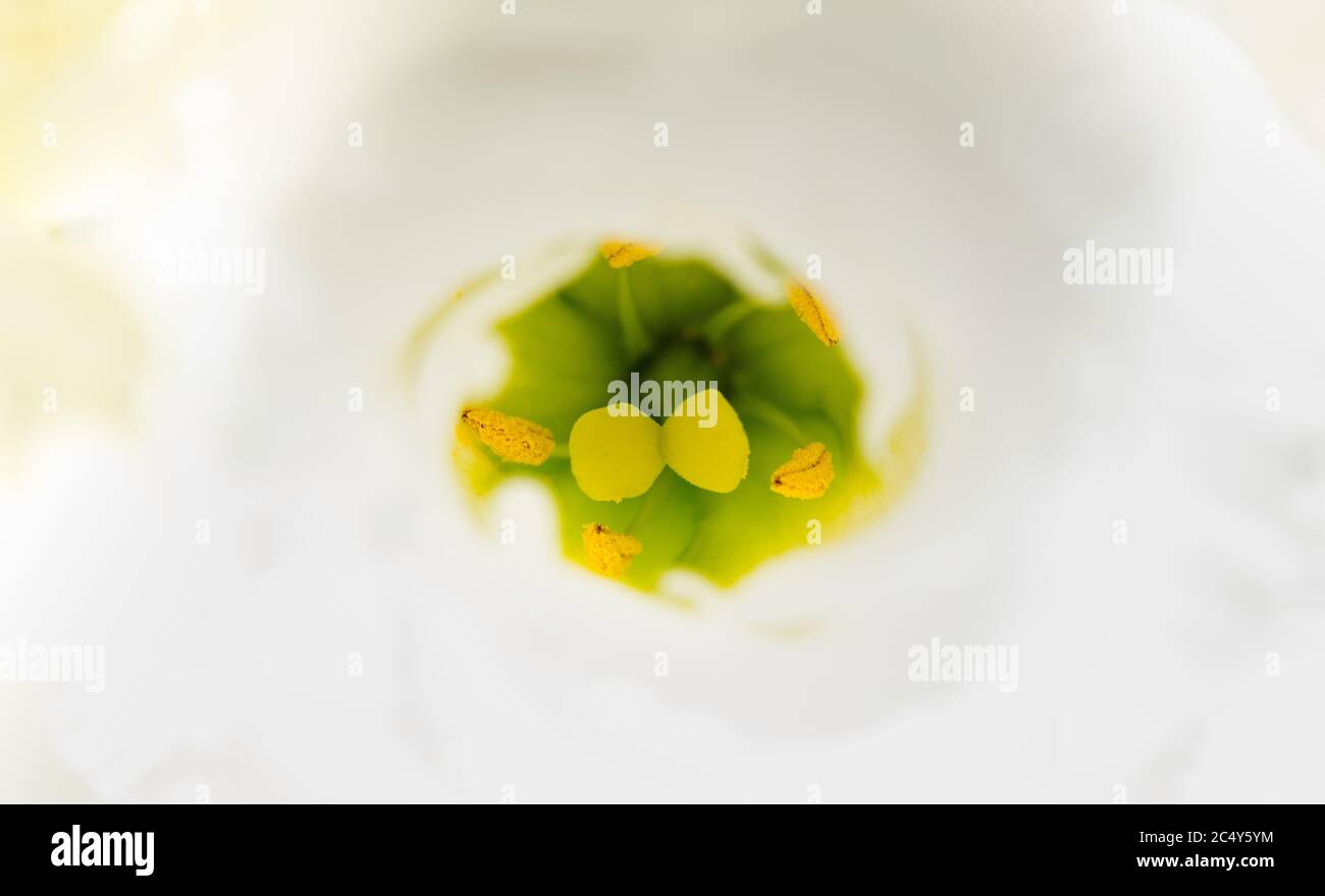 Inside the flower, pistils and stamens. Stock Photo