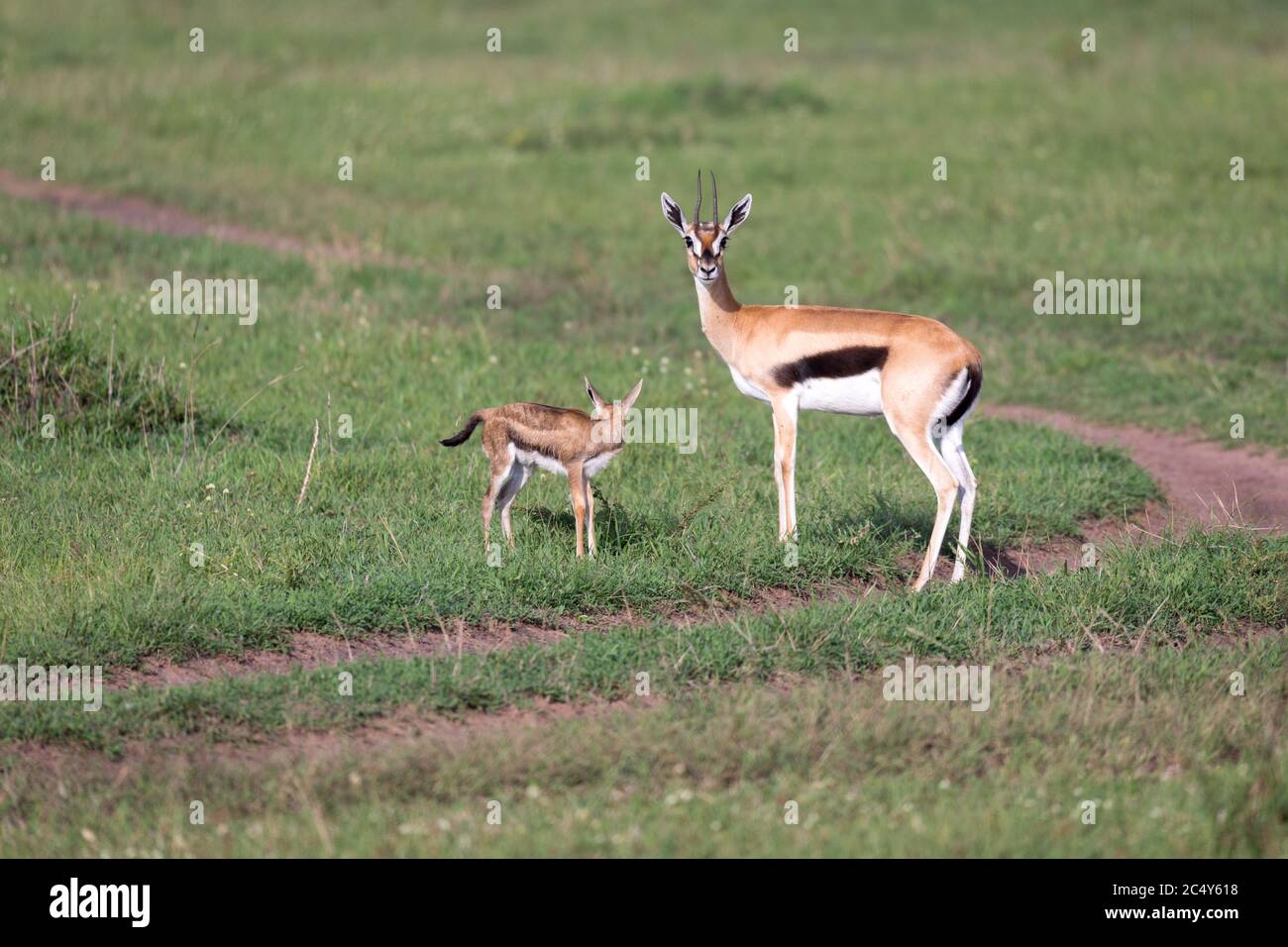Thomsons gazelle calf hi-res stock photography and images - Alamy