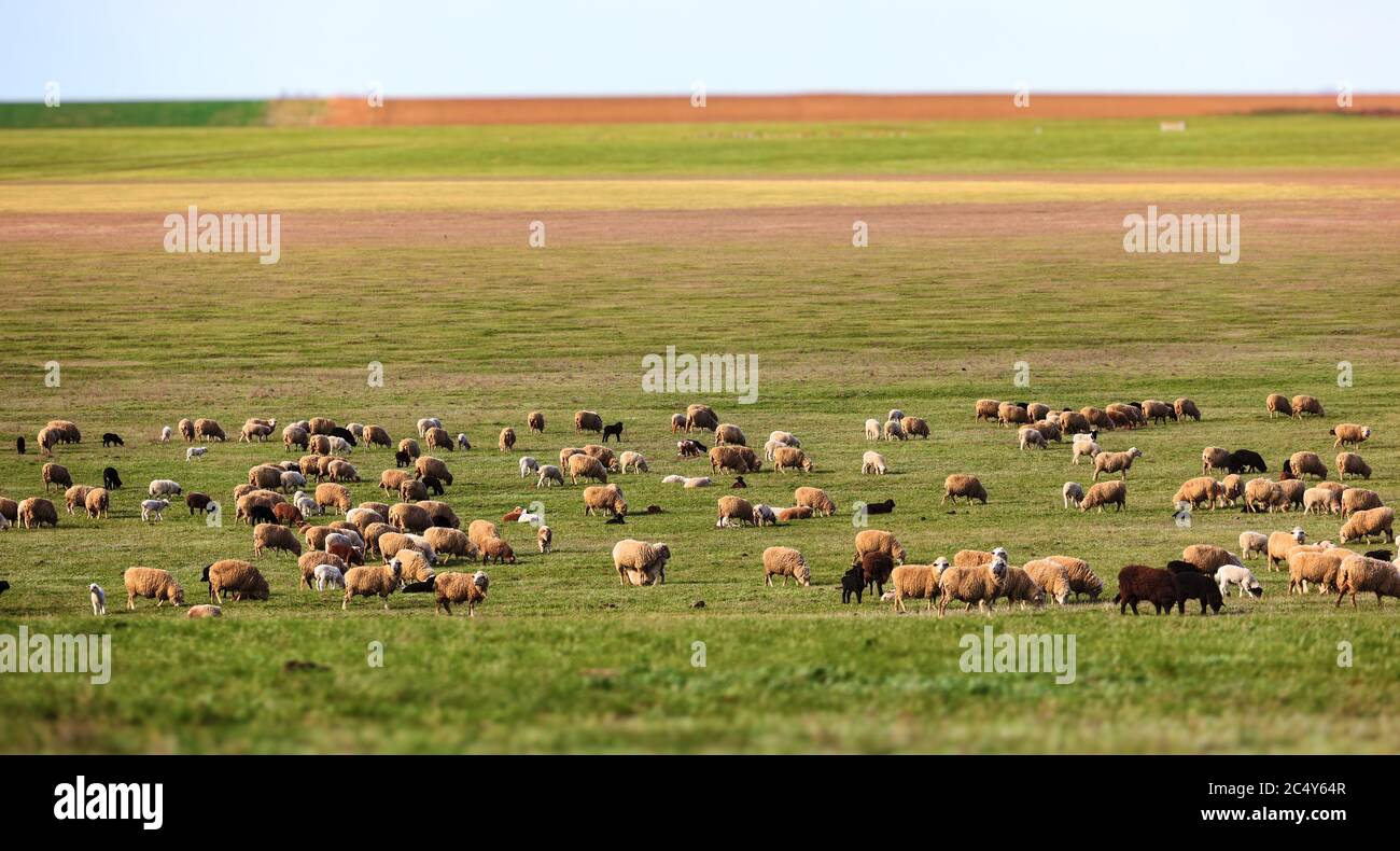 flock of sheep on the field. pasture Stock Photo - Alamy