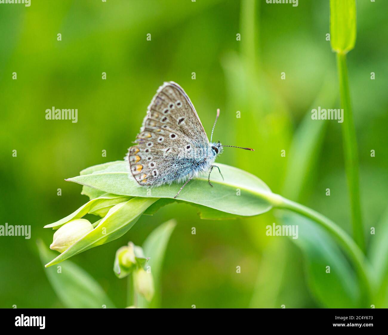 Macro of a common blue butterfly (polyommatus icarus) on a bladder campion bud (silene vulgaris) with blurred bokeh background; Stock Photo