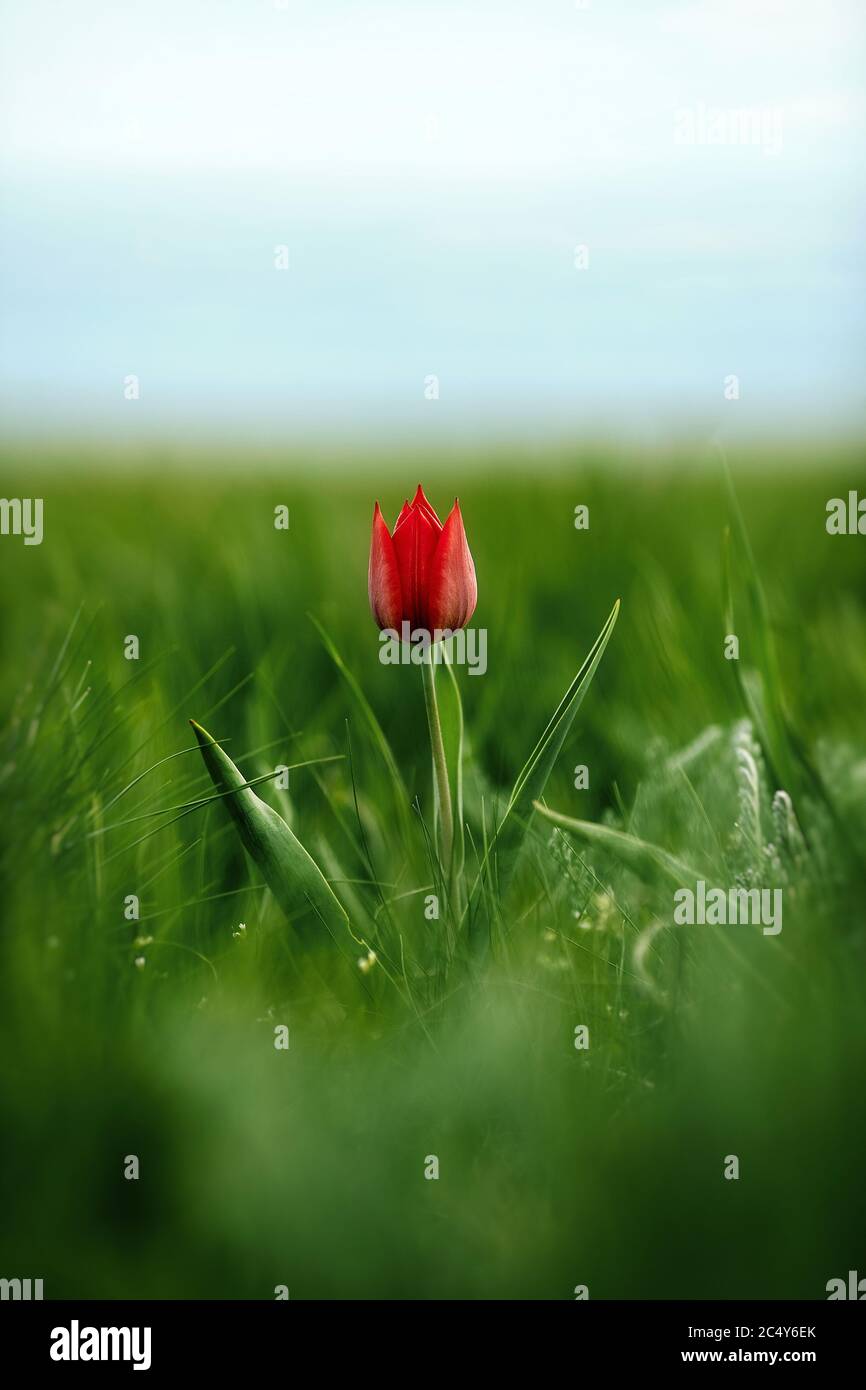 Steppe Flowers High Resolution Stock Photography And Images Alamy