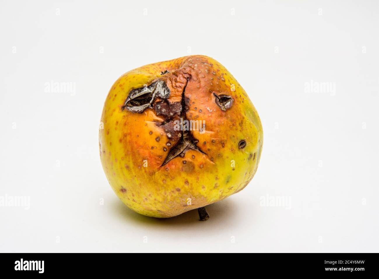 Rotten apple isolated on a white background Stock Photo - Alamy