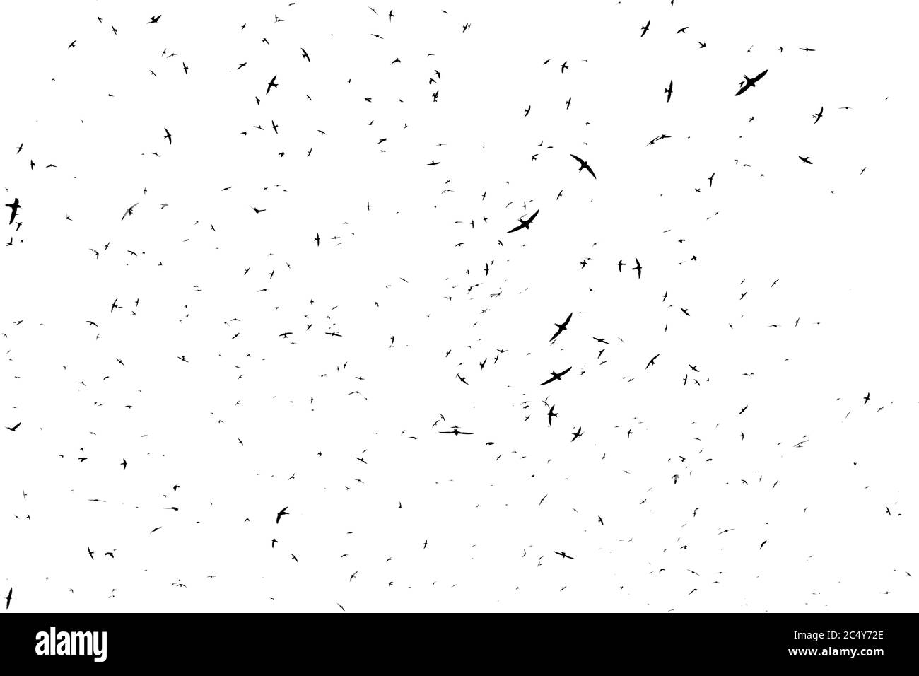 Flock of birds. Swifts arrived. outlines of birds on a white background. Stock Photo