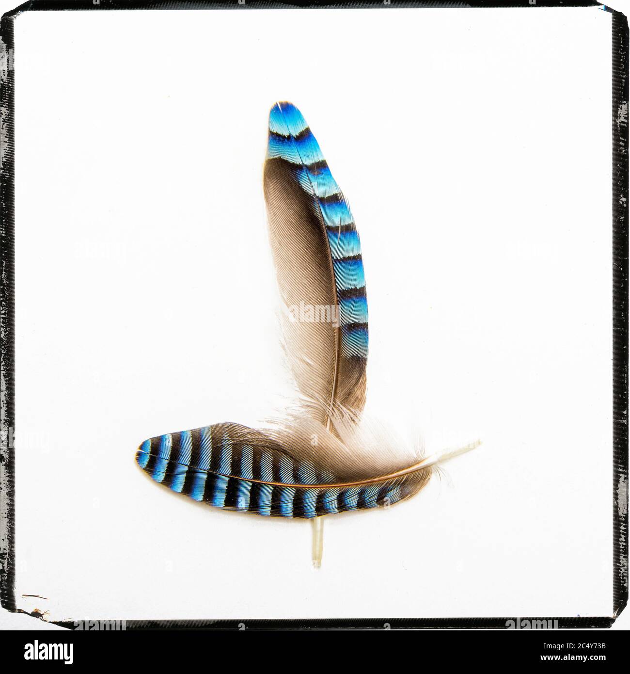 Close-up shot of feathers of jay isolated on a white background Stock Photo
