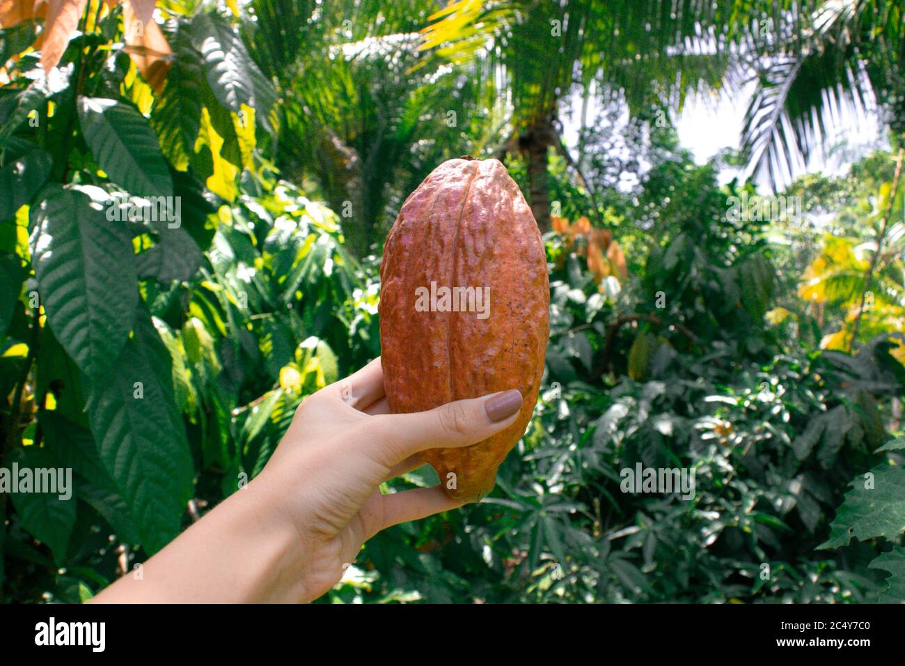 A young woman grips a Cacao pod in its natural habitat. Stock Photo