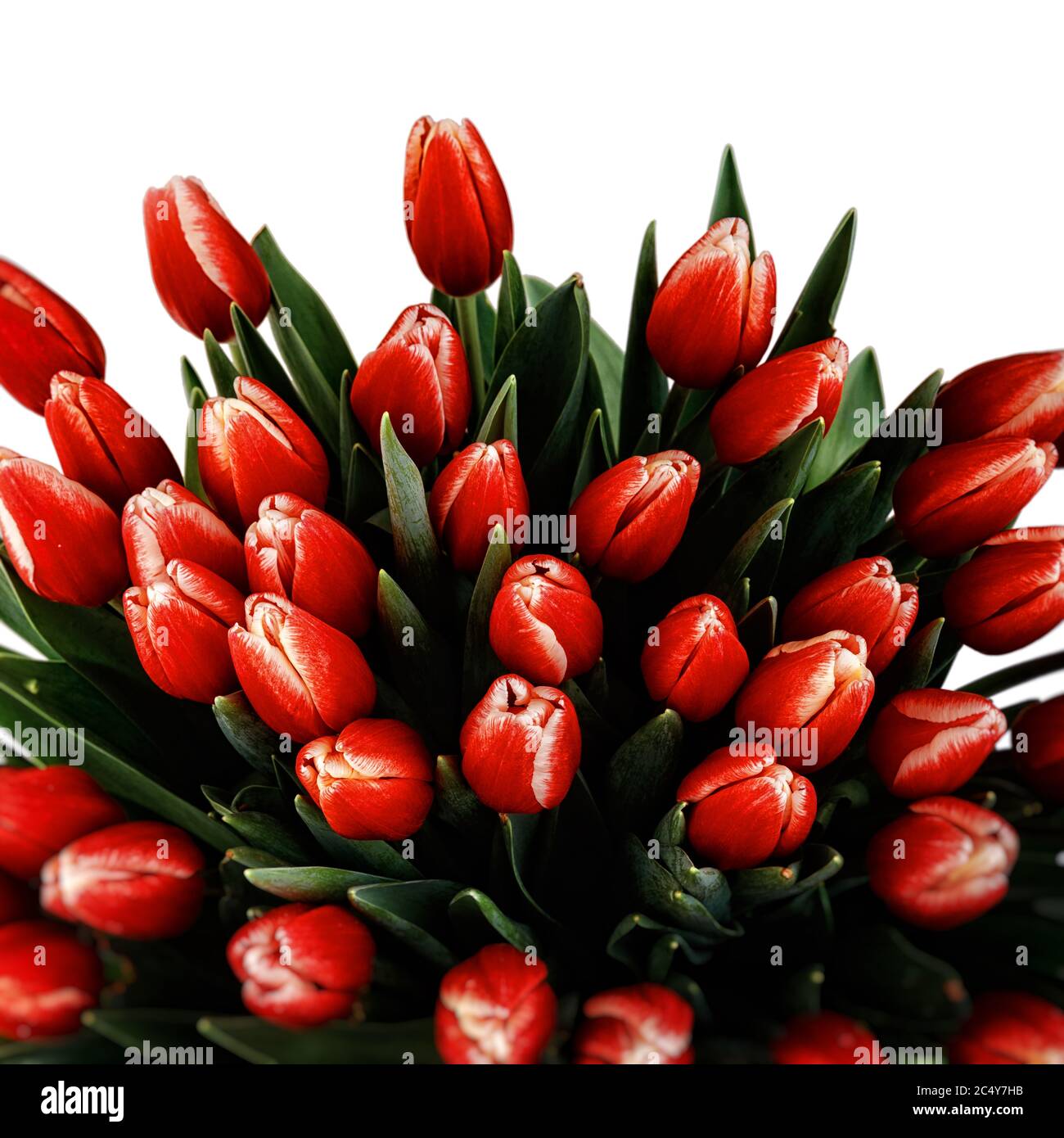 Beautiful Bouquet of red tulips isolated on white background Stock ...