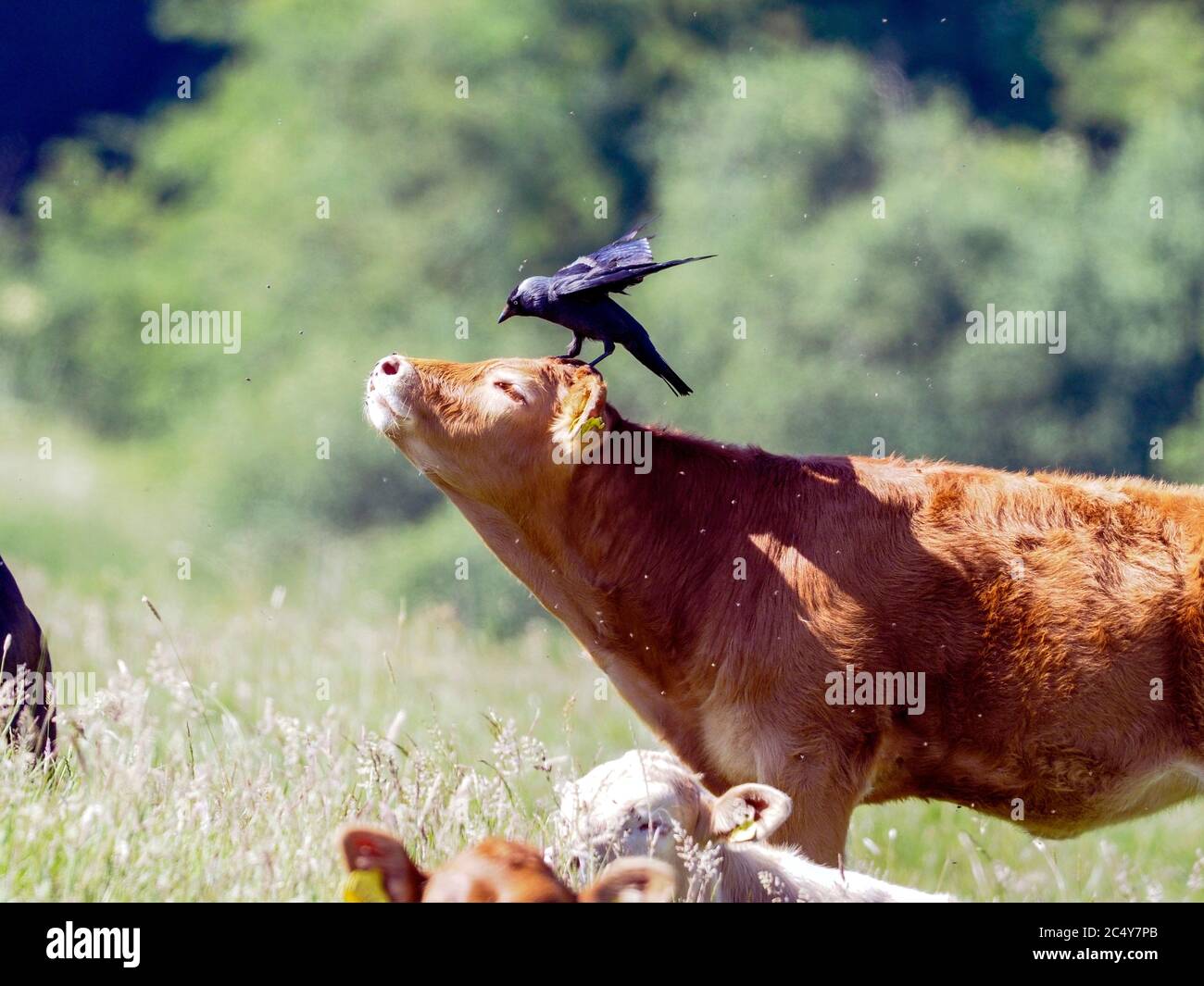 Jackdaws removing flies on cattle. Stock Photo