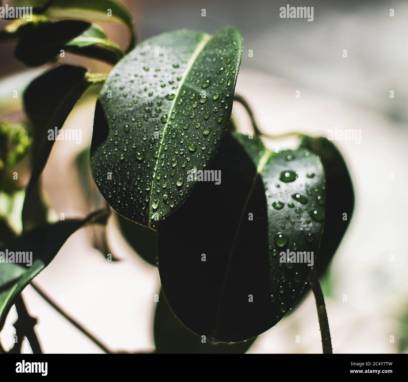 Green grass raindrops morning hi-res stock photography and images - Alamy