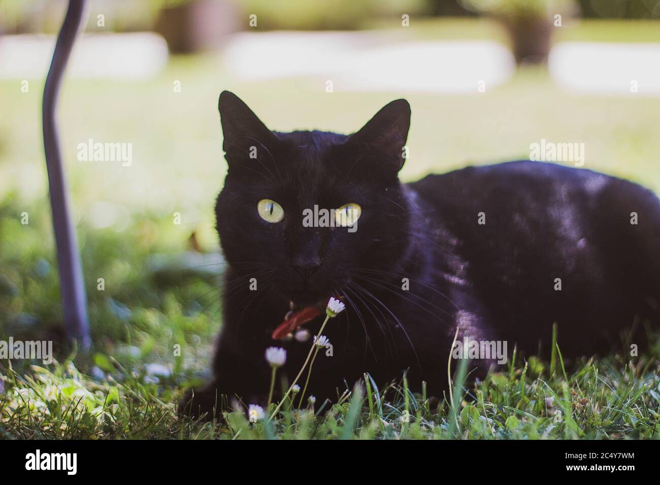 black cat with green eyes lying on the grass Stock Photo