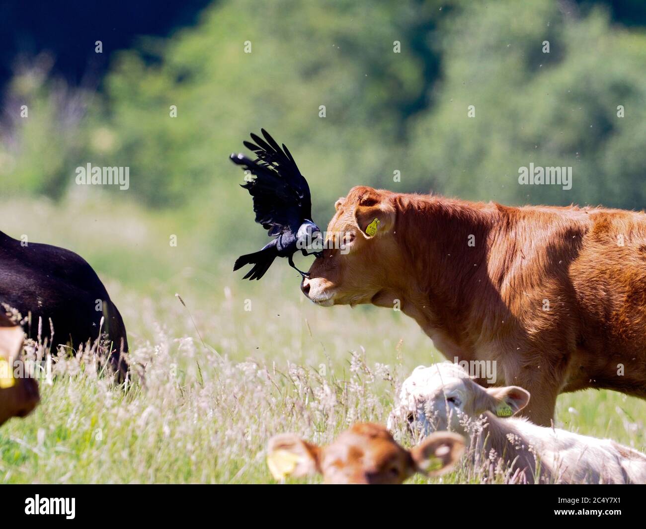 Jackdaws removing flies on cattle Stock Photo Alamy