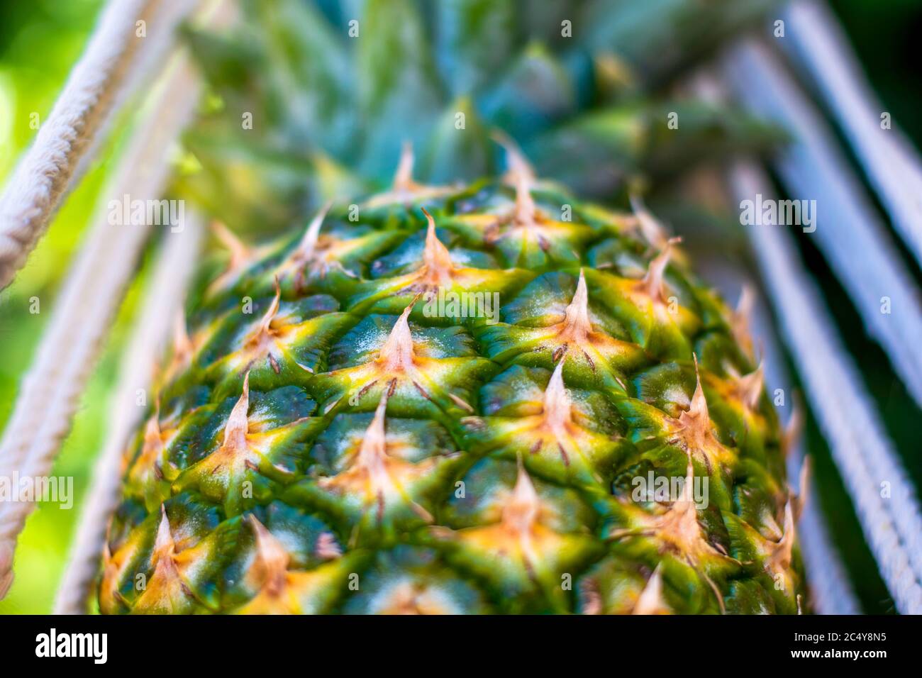 Closeup pineapple in hammock. Concept of leisure, summer vibes and vacation Stock Photo