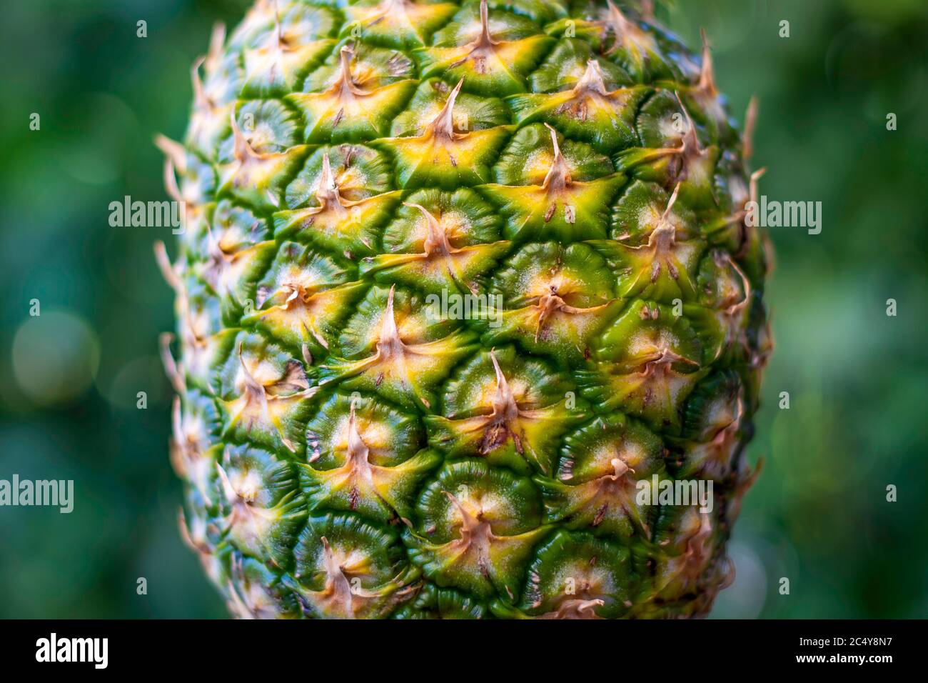 Closeup pineapple. Green outdoors bokeh background. Stock Photo