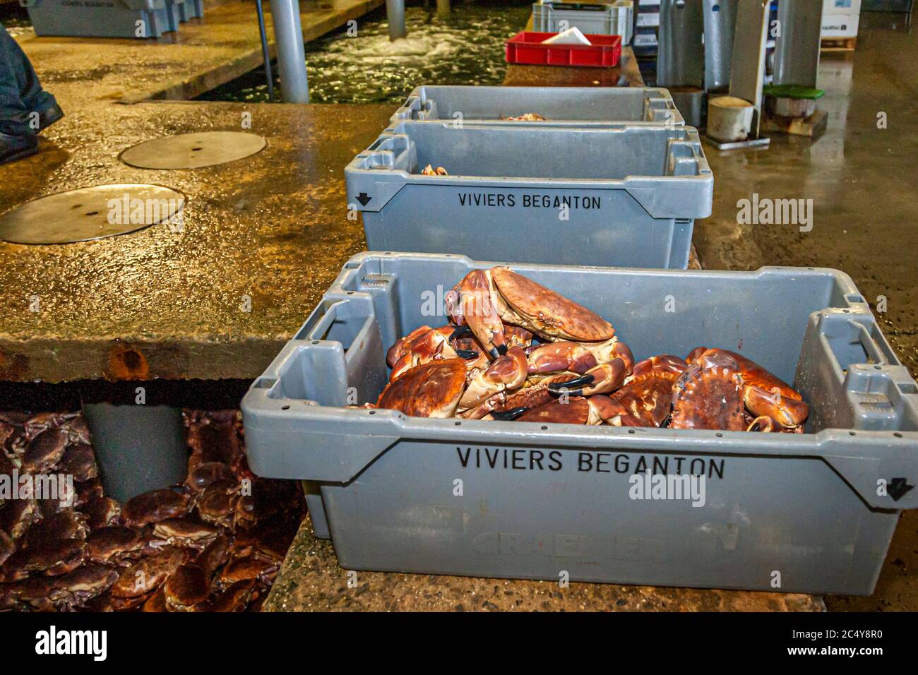 Food Tour with Michelin Star Chef Loic Le Bail at the seafood wholesale Béganton Gaby SA in Morlaix-Roscoff, France Stock Photo