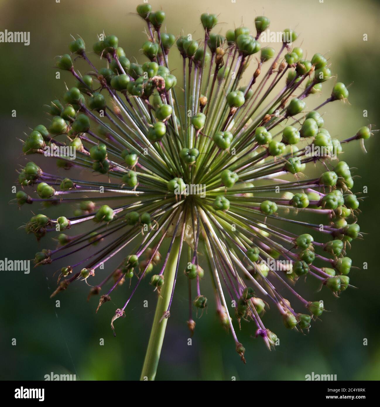 Allium  'Purple Sensation' Stock Photo