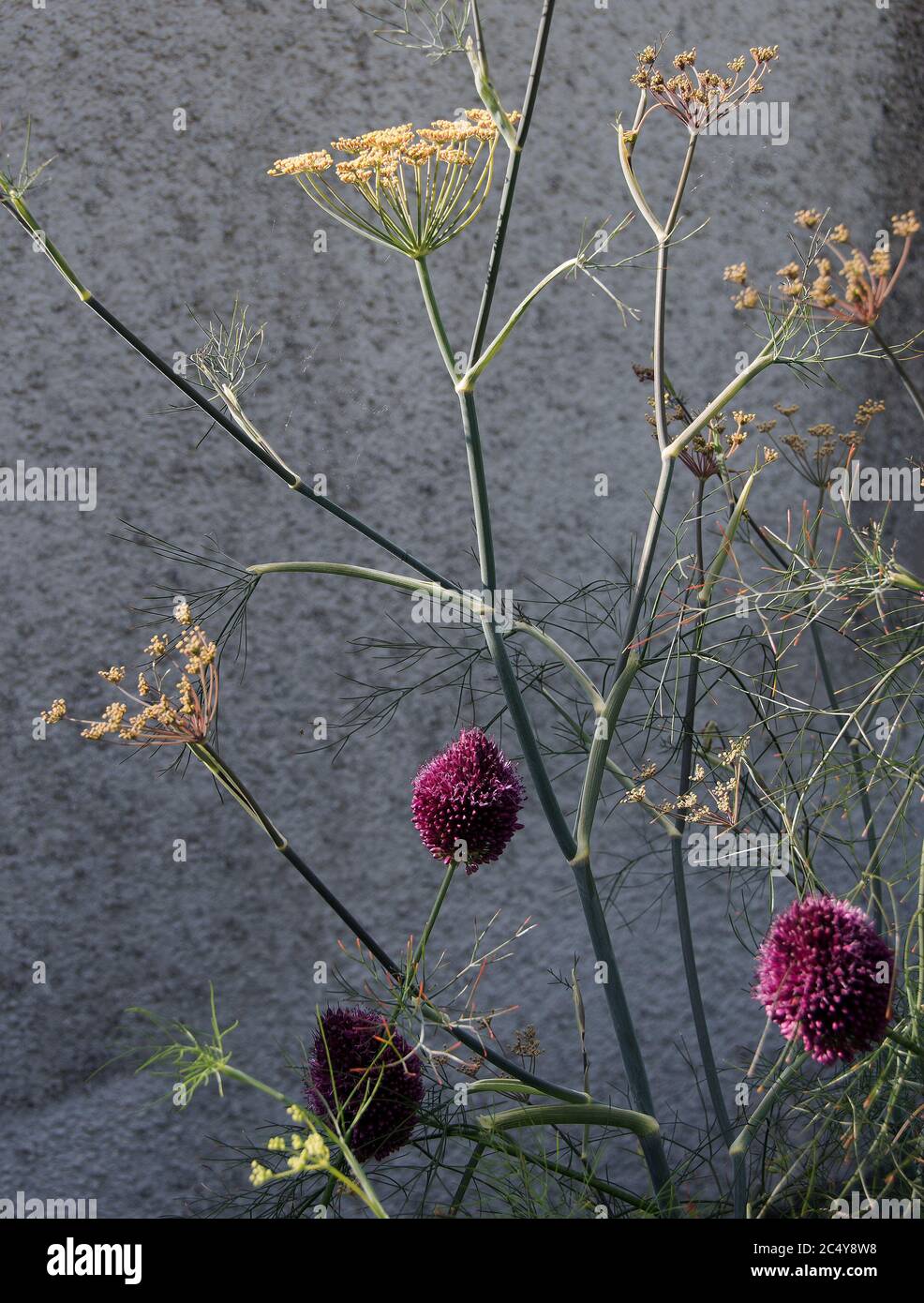 Allium and Fennel Stock Photo